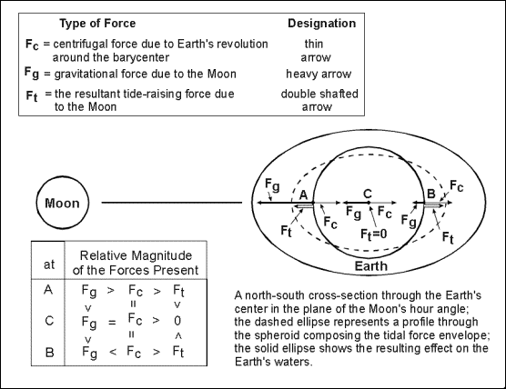 schematic showing the combination of forces of lunar origin producing the tides