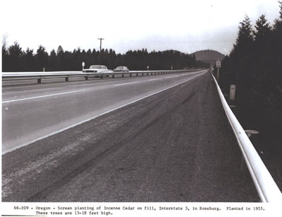 Oregon - Screen planting of Incense Cedar on fill, interstate 5, in Roseburg.  Planted in 1955.  These trees are 15-18 feet high.