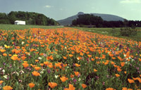 Photo of a field of flowers