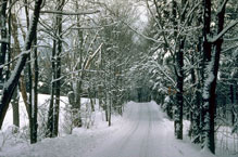 Picture of Road in Snowy Woods