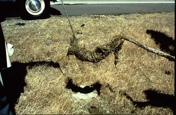 Vegetative Material Removed from an Edgedrain System as described above