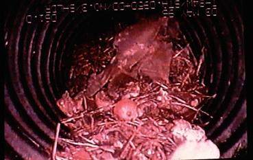Rodent's Nest as described above