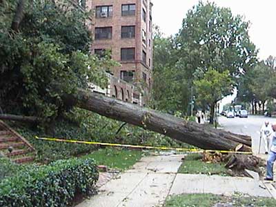 Trees fell as a result of Hurricane Isabel