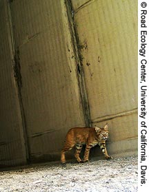 Photo. A bobcat walks through a wildlife crossing tunnel under Interstate 80 in the Sierra Nevada mountains of California. The concrete walls of the tunnel are visible behind the bobcat. Sunlight illuminates the ground in front of the bobcat.