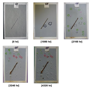 Figure 27. Photo. Progressive changes of panel 65 (ASP: ALT). This figure shows a series of photos of scribed polyaspartic (ASP) panel 65 at time periods of 0, 1,080, 2,160, 3,240, and 4,320 h of accelerated lab testing (ALT). This test panel shows 2 holidays at 1,080 h, 16 holidays with slight blistering at 2,160 h, 21 holidays with significant blistering at 3,240 h, and 22 holidays with significant blistering at the termination of testing at 4,320 h. Rust creepage growth appears at 2,160 h and continues to grow through the rest of ALT.
