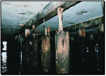 Figure 1. Photo. Marine borers parenthesis Limnoria end parenthesis attacking untreated timber piles that support many of New York's highways and harbor piers. This figure is a color photograph of deteriorating piles in a water environment. The tubular piles appear to be highly deteriorated wood supporting beams below a road, bridge, or pier. Some of the piles are so highly deteriorated that they no longer are in contact with the beam that they are intended to support.