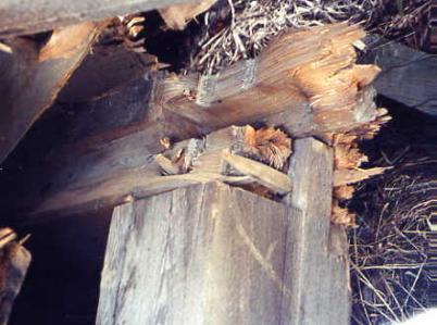 The picture shows a failed joint from snow load where the posts, tie beams and top chord are all arranged at right angles in one joint. The wooden peg sticks out still intact.