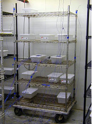 Figure 78. Photo. View of walk-in chamber with thermocouples on shelving units and suspended from ceiling.