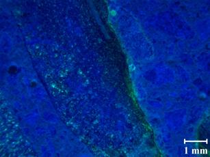 Another typical petrographic image for recast Mix 4 at 62 days again shows the fluorescence is even more common and consistent with the increase in nonlinearity.