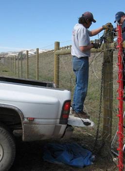 Photograph showing two Montana Department of Transportation employees erecting a 2.4 m (8 ft) fence along Interstate 90 near Bozeman, MT. The men are on each side of the fence tying two ends together. In order to reach the top of the fence, one man is on a stepladder and the other is standing in the open bed of a pickup truck, which is backed up to the fence. The highway is not visible in this picture.