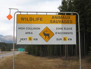  Figure 36. Photo. Large enhanced elk warning sign along the Trans-Canada Highway in Banff National Park, Canada (photo: Marcel Huijser, WTI). This picture is of a large rectangular road sign. The top portion is yellow with black lettering. The remainder of the sign has a white background with black lettering. A yellow diamond in the center includes a black silhouette of an elk. The left side of the sign reads “wildlife high collision area next 6 km.” The word “wildlife” and the “6” are on a yellow background. The right portion of the sign is identical but in French reading “animaux sauvages zone élevé d’accidents sur 6 km.” 