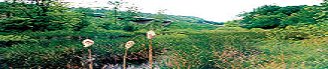 Image of a green field