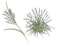 Chinese Silver Grass 