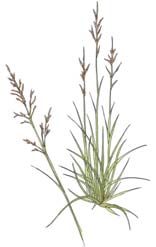 Tall Fescue