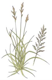 Reed Canary Grass