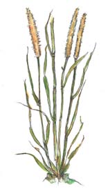 Fountain Grass