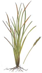 Cogongrass