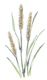 Buffelgrass