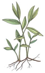 Japanese stiltgrass