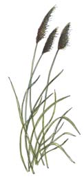 Pampas Grass