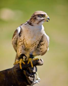 Photo of an Arabian falcon sitting on the gloved hand of a handler.