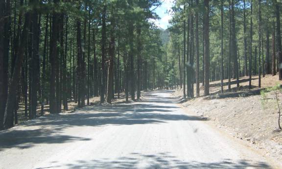 photo of a management road in a forest