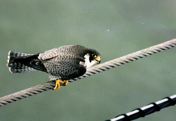 Photo: Falcon Nest Boxes