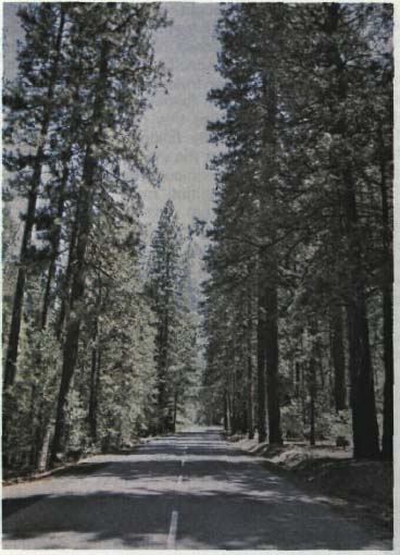 A sequence created by selective openings in a forest