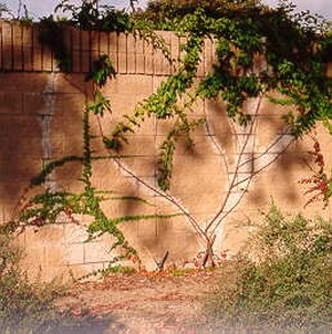 Photo of a noise barrier with landscaping that illustrates the importance of maintenance considerations. The vegetation was not adequately cared for and looks unhealthy.
