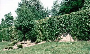 Photo of a noise barrier illustrating integration of the noise barrier with existing vegetation. The barrier is covered with vines.
