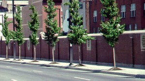 Photo of a brick noise barrier along a city street