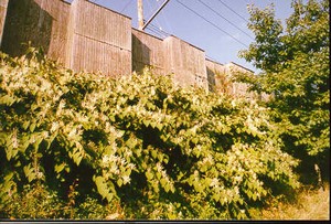 Photo of a plywood noise barrier
