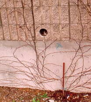 Photo of a noise barrier illustrating integration of the noise barrier with supplemental vegetation. 