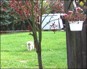 A neighbor’s dog approaches a noise analyst in the field; the dog’s barks must be excluded from the noise measurement.