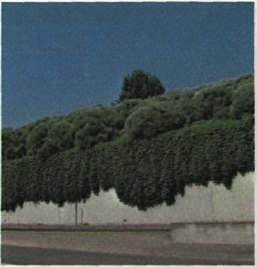 photo of a vine covered wall beside a roadway