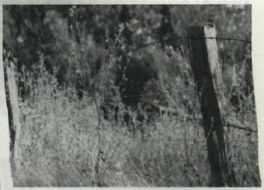 photo of a field with a wooden post, wire fence