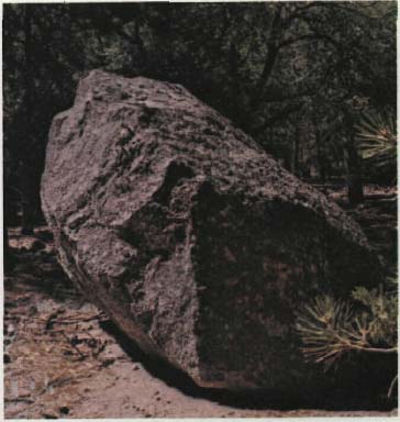 Fine and coarse textures in nature, exhibited by the rock and pine branch