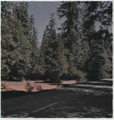 photo of a rural road with trees