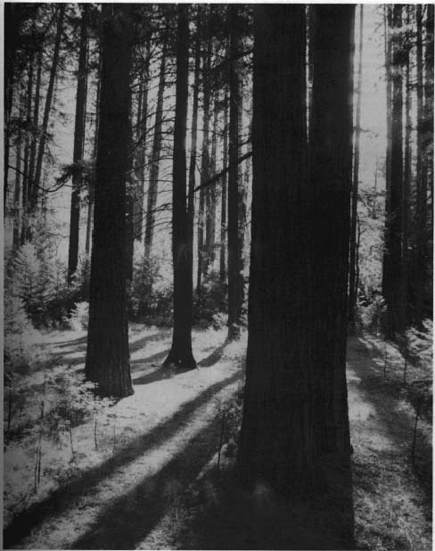 photo of trees