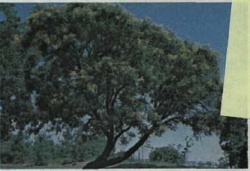 photo of a tree