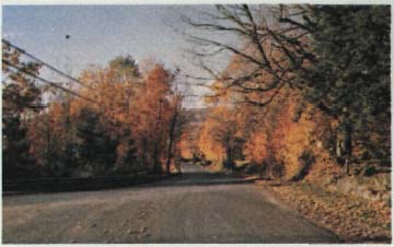 photo of a tree lined road in Autumn