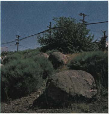 Coarse texture on a berm, created with rock and plant materials