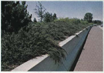 Fine textured plant materials on a berm