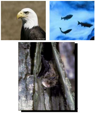 Three photos: a bald eagle, fish, and a bat in a tree