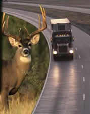 Deer standing by side of road with truck approaching from behind.