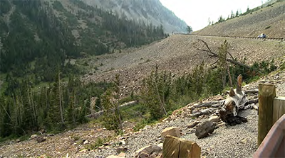 Vegetated slopes along the roadway create pathways for wildlife