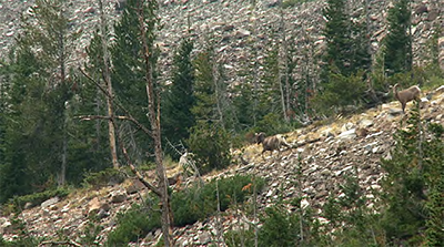Pair of bighorn sheep utilize the vegetated slope