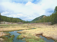 Photo of the wetlands crossed by the new bridge.