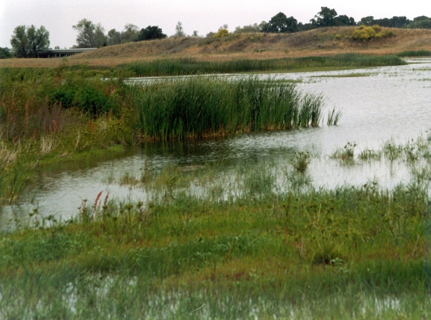 Photo: Beach Lake Mitigation Bank