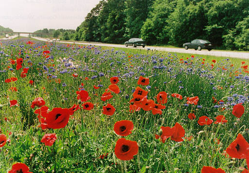 Photo: Statewide Wildflower Program